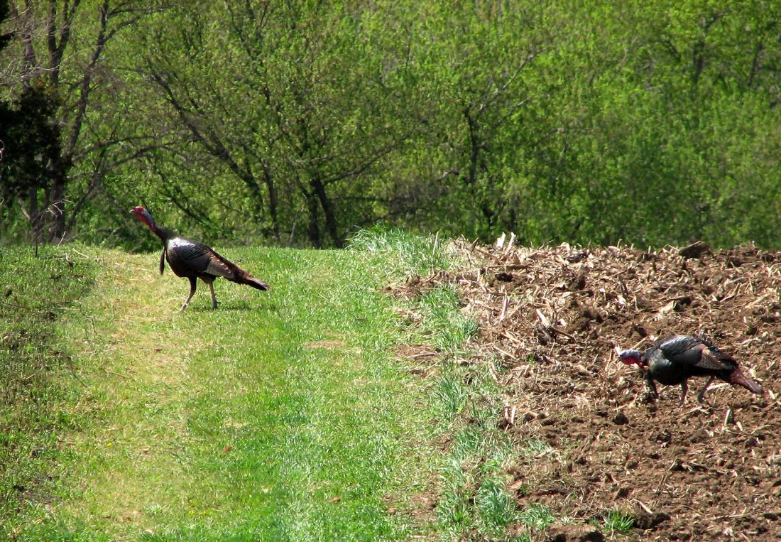 Spring Hunting Spring hunting: Going after gobblers | News, Sports, Jobs - Times ...